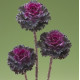 Капуста декоративна Crane Ruffle Red, 500 шт, Takii seed