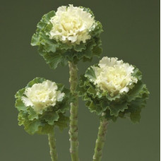 Капуста декоративна Crane Ruffle White, 10 шт, Takii seed