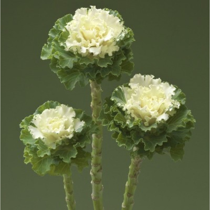 Капуста декоративна Crane Ruffle White, 100 шт, Takii seed