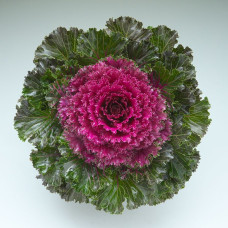Капуста декоративна Crystal F1 Red, 10 шт, Takii seed