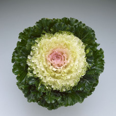 Капуста декоративна Crystal F1 Snow, 10 шт, Takii seed