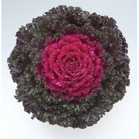 Капуста декоративна Crystal F1 Deep Red, 100 шт, Takii seed