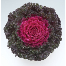 Капуста декоративна Crystal F1 Deep Red, 10 шт, Takii seed