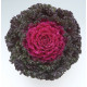 Капуста декоративна Crystal F1 Deep Red, 500 шт, Takii seed