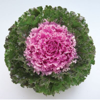 Капуста декоративна Crystal F1 Pink, 1000 шт, Takii seed