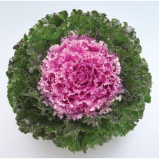 Капуста декоративна Crystal F1 Pink, 10 шт, Takii seed
