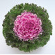 Капуста декоративна Crystal F1 Pink, 1000 шт, Takii seed