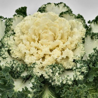 Капуста декоративна  Nagoya: White, 10 шт, Sakata