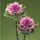 Капуста декоративна Flare F1 Rose, 10 шт, Takii seed