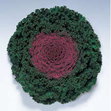 Капуста декоративна Kamome F1 Red, 100 шт, Takii seed