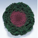 Капуста декоративна Kamome F1 Red, 10 шт, Takii seed