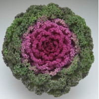 Капуста декоративна Kamome F1 Bright Red, 100 шт, Takii seed