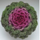 Капуста декоративна Kamome F1 Bright Red, 500 шт, Takii seed