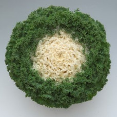 Капуста декоративна Kamome F1 Bright White, 100 шт, Takii seed