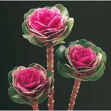 Капуста декоративная Lucir F1 Rose