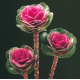 Капуста декоративная Lucir F1 Rose