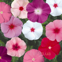 Катарантус SunStorm® Formula Mix, 100 шт, Syngenta 
