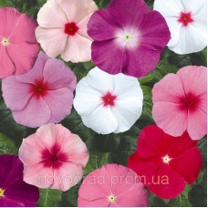 Катарантус SunStorm® Formula Mix, 25 шт, Syngenta 