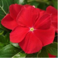 Катарантус MEDITERRANEAN XP RED
