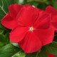 Катарантус MEDITERRANEAN XP RED