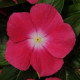 Катарантус MEDITERRAN  XP ROSE HALO, 500 шт, PanAmerican