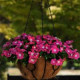 Катарантус MEDITERRAN  XP ROSE HALO, 10 шт, PanAmerican