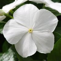 Катарантус MEDITERRAN XP White