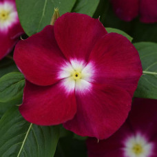 Катарантус MEDITERRAN XP BURGUNDY HALO, 10 шт, PanAmerican