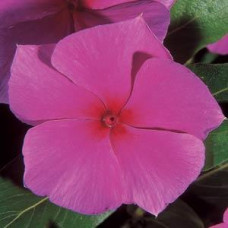 Катарантус MEDITERRANEAN  LILAC
