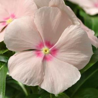 Катарантус MEDITERRAN XP PEACH, 10 шт, PanAmerican