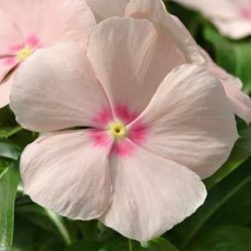 Катарантус MEDITERRAN XP PEACH, 10 шт, PanAmerican