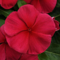 Катарантус MEDITERRAN XP DARK RED