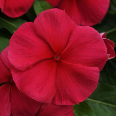 Катарантус MEDITERRAN XP DARK RED