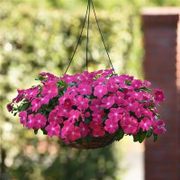 Катарантус MEDITERRAN XP HOT ROSE, 10 шт, PanAmerican