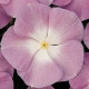 Катарантус TITAN® F1 LAVENDER BLUE HALO, 50 шт, PanAmerican