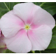Катарантус рожевий Victory: Light Pink, 100 шт, Sakata