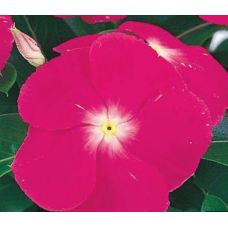 Катарантус рожевий Victory: Deep Pink, 100 шт, Sakata