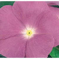 Катарантус рожевий Victory: Lavender, 25 шт, Sakata