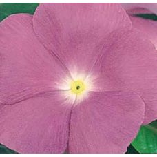 Катарантус рожевий Victory: Lavender, 25 шт, Sakata