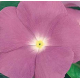 Катарантус рожевий Victory: Lavender, 25 шт, Sakata