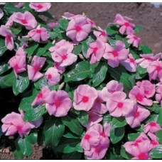 Катарантус рожевий Victory: Light Pink Red Eye, 100 шт, Sakata