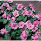 Катарантус рожевий Victory: Light Pink Red Eye, 1000 шт, Sakata