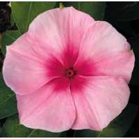 Катарантус рожевий SunStorm® Blush, 100 шт, Syngenta 
