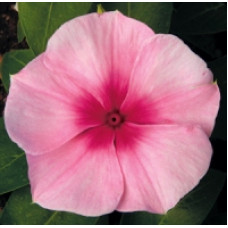 Катарантус рожевий SunStorm® Blush, 25 шт, Syngenta 