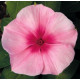 Катарантус рожевий SunStorm® Blush, 1000 шт, Syngenta
