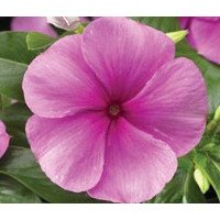 Катарантус  SunStorm® Deep Lilac, 100 шт, Syngenta 