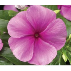 Катарантус  SunStorm® Deep Lilac, 100 шт, Syngenta 