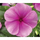 Катарантус  SunStorm® Deep Lilac, 100 шт, Syngenta