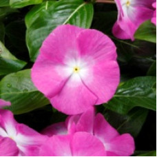 Катарантус SunStorm® Orchid Halo, 100 шт, Syngenta 