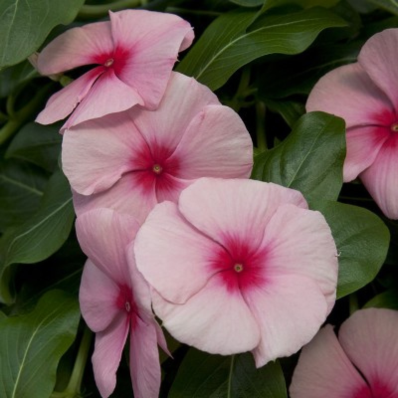 Катарантус роз Cora Cascade Strawberry